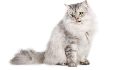 Ragamuffin Cat Names