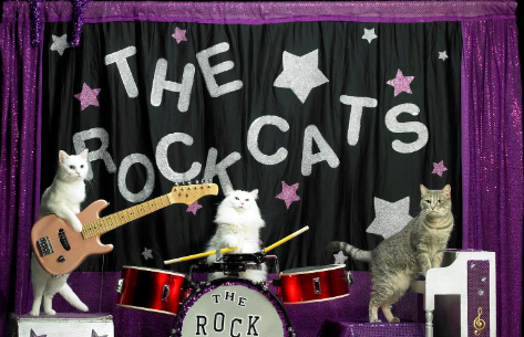 Rock the Litter Box: A Guide to Purrfectly Punny Rock Band Cat Names ...