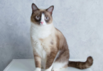 Snowshoe Cat Names