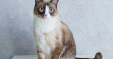 Snowshoe Cat Names