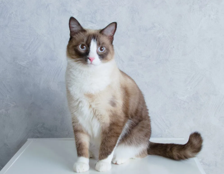 Snowshoe Cat Names