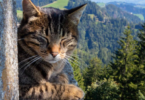 Swiss Cat Names