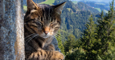 Swiss Cat Names