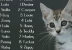 Tamil Cat Names