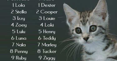 Tamil Cat Names