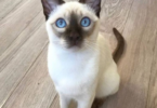 Tonkinese Cat Names