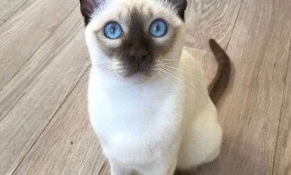 Tonkinese Cat Names