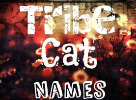 Tribe Cat Names