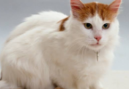 Turkish Van Cat Names