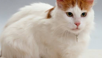 Turkish Van Cat Names