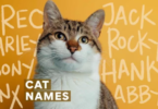 Whiskey names for cats