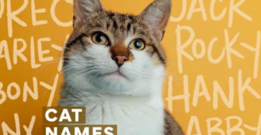 Whiskey names for cats