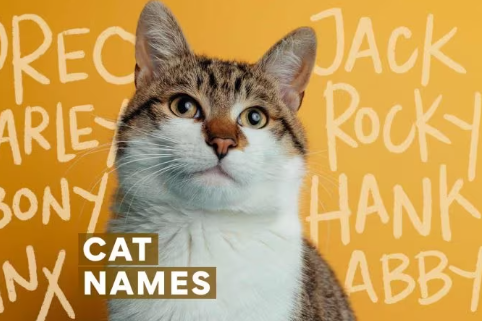 Whiskey names for cats