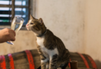 Alcohol-Inspired Cat Names