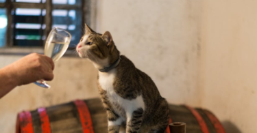 Alcohol-Inspired Cat Names