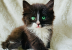 cat-names-for-black-and-white-kittens