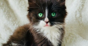 cat-names-for-black-and-white-kittens