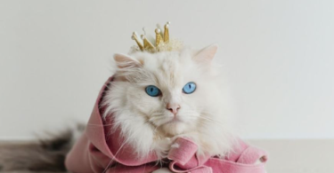 cat names that mean beautiful