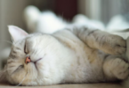 cat names that mean sweet