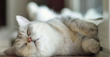 cat names that mean sweet