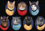 star trek cat names