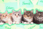 Amazing Kitten Names