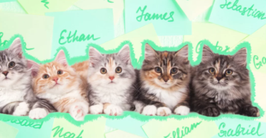 Amazing Kitten Names