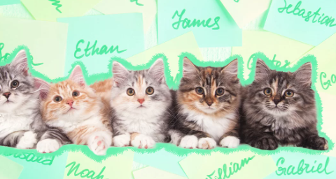 Amazing Kitten Names