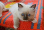 Birman Cat Names