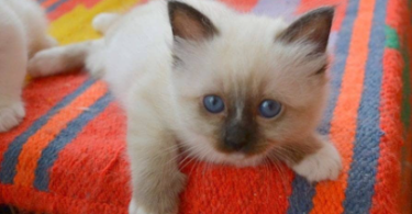 Birman Cat Names