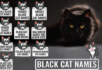 Black Fluffy Kitten Names