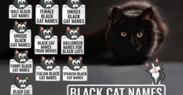 Black Fluffy Kitten Names