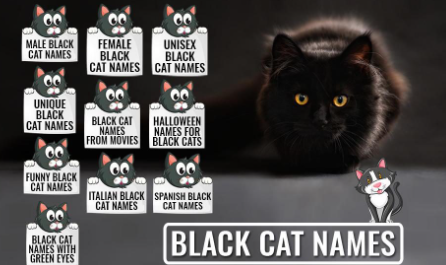 Black Fluffy Kitten Names