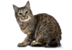 Bobtail Cat Names