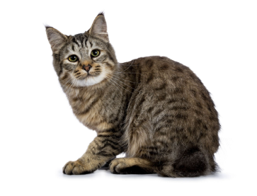 Bobtail Cat Names