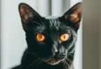 Bombay Cat Names