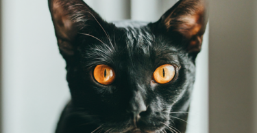 Bombay Cat Names