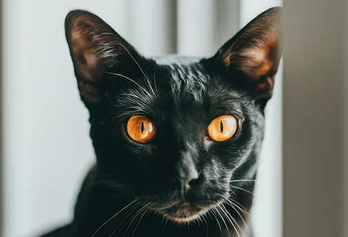 Bombay Cat Names