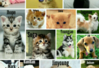 BTS Cat Names