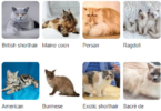 Cat Types Names