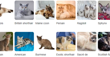 Cat Types Names