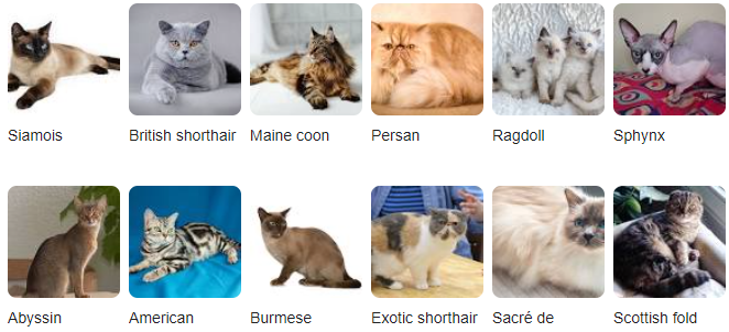 Cat Types Names