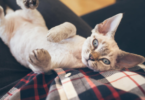 Devon Rex Cat Names