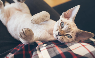 Devon Rex Cat Names