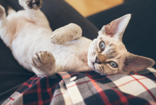 Devon Rex Cat Names