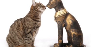 Egyptian Cat Names