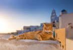 Greek Cat Names