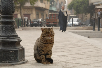 Historic Cat Names