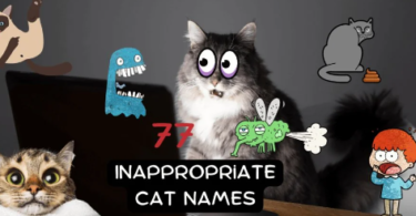 Inappropriate Cat Names