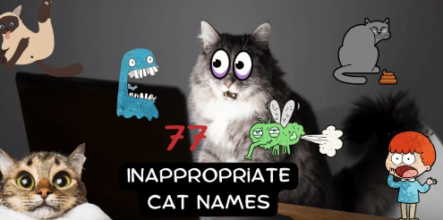 Inappropriate Cat Names